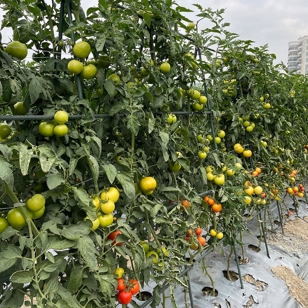 Plant Frame Trellis