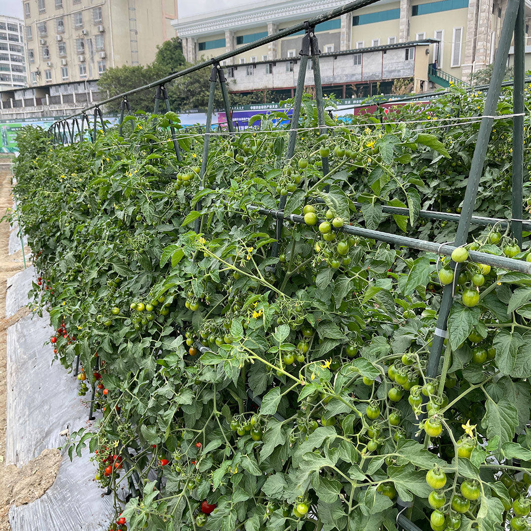 Plant Frame Trellis