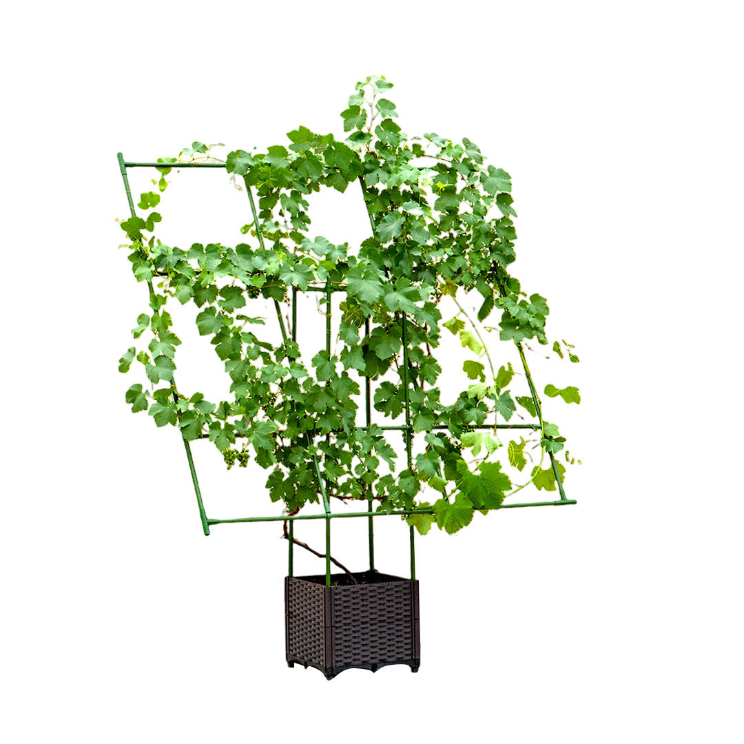 Inclined Plant Frame Tube