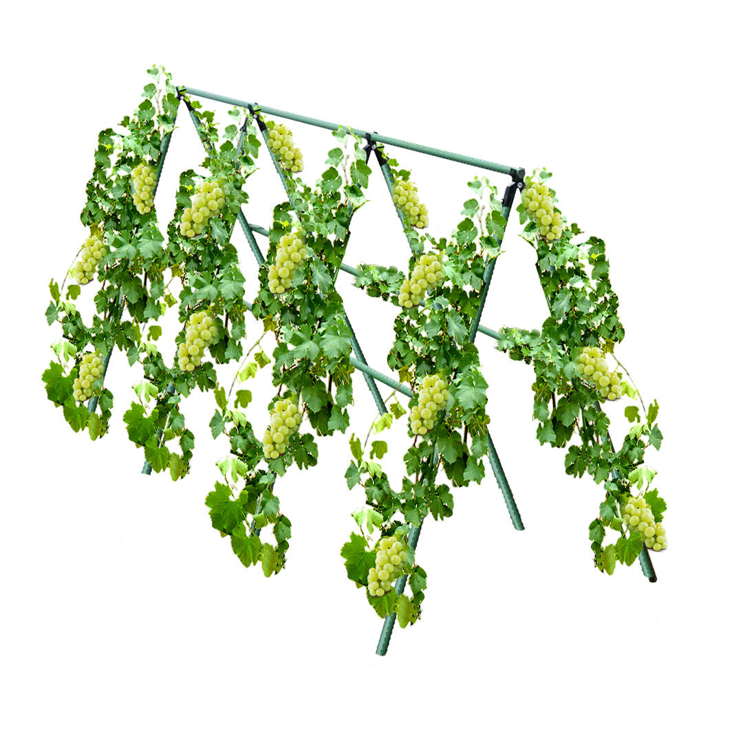 Plant Frame Trellis