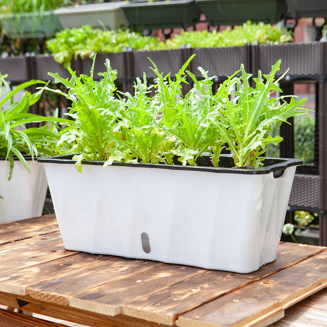 SOGA 2X Large White Rectangular Flowerpot Vegetable Herb Flower Outdoor Plastic Box Garden Decor
