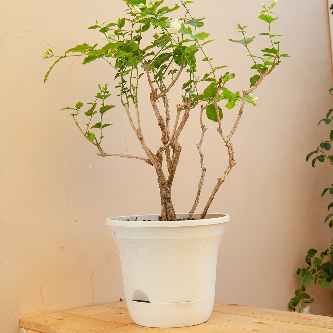 Plastic Plant Pot