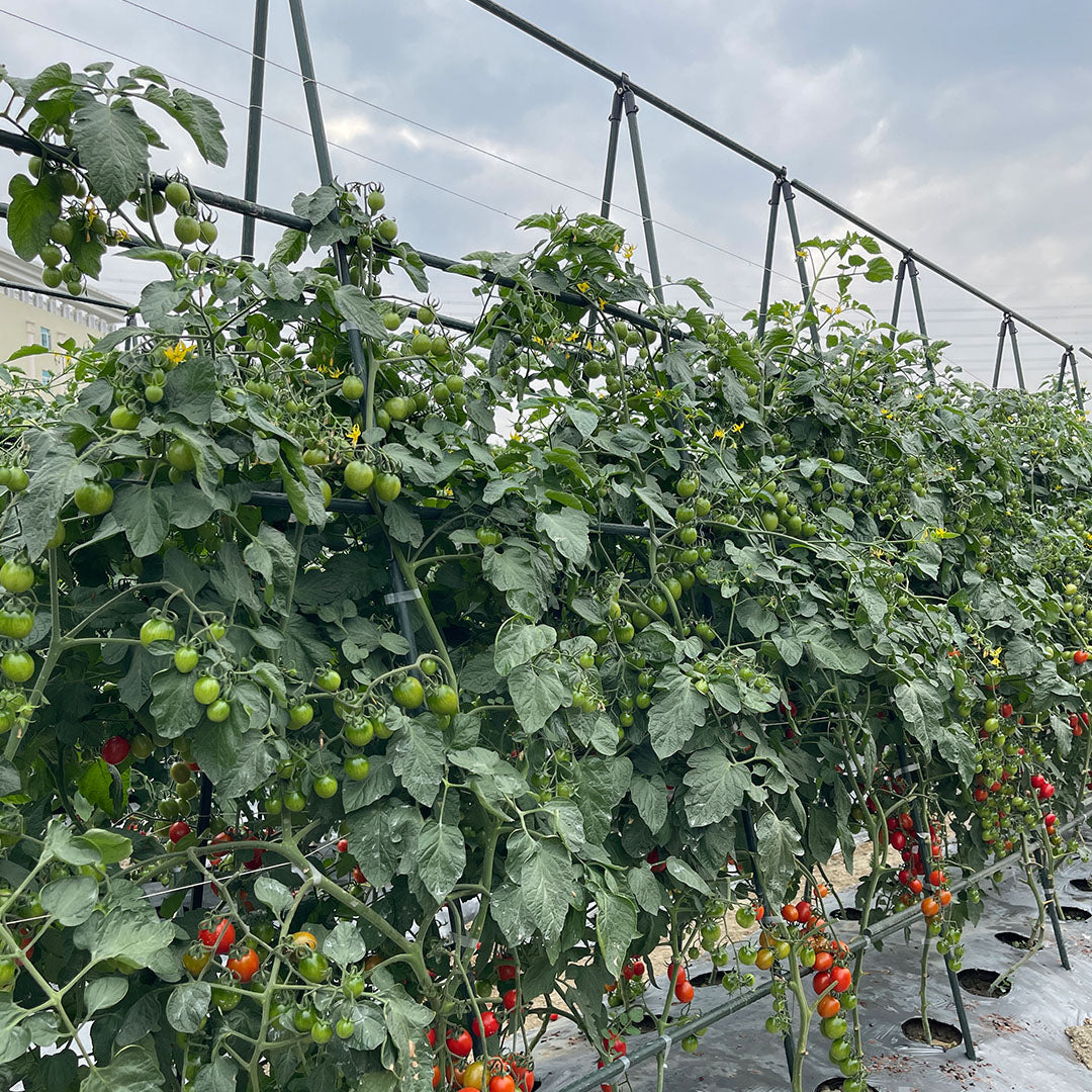 Plant Frame Trellis