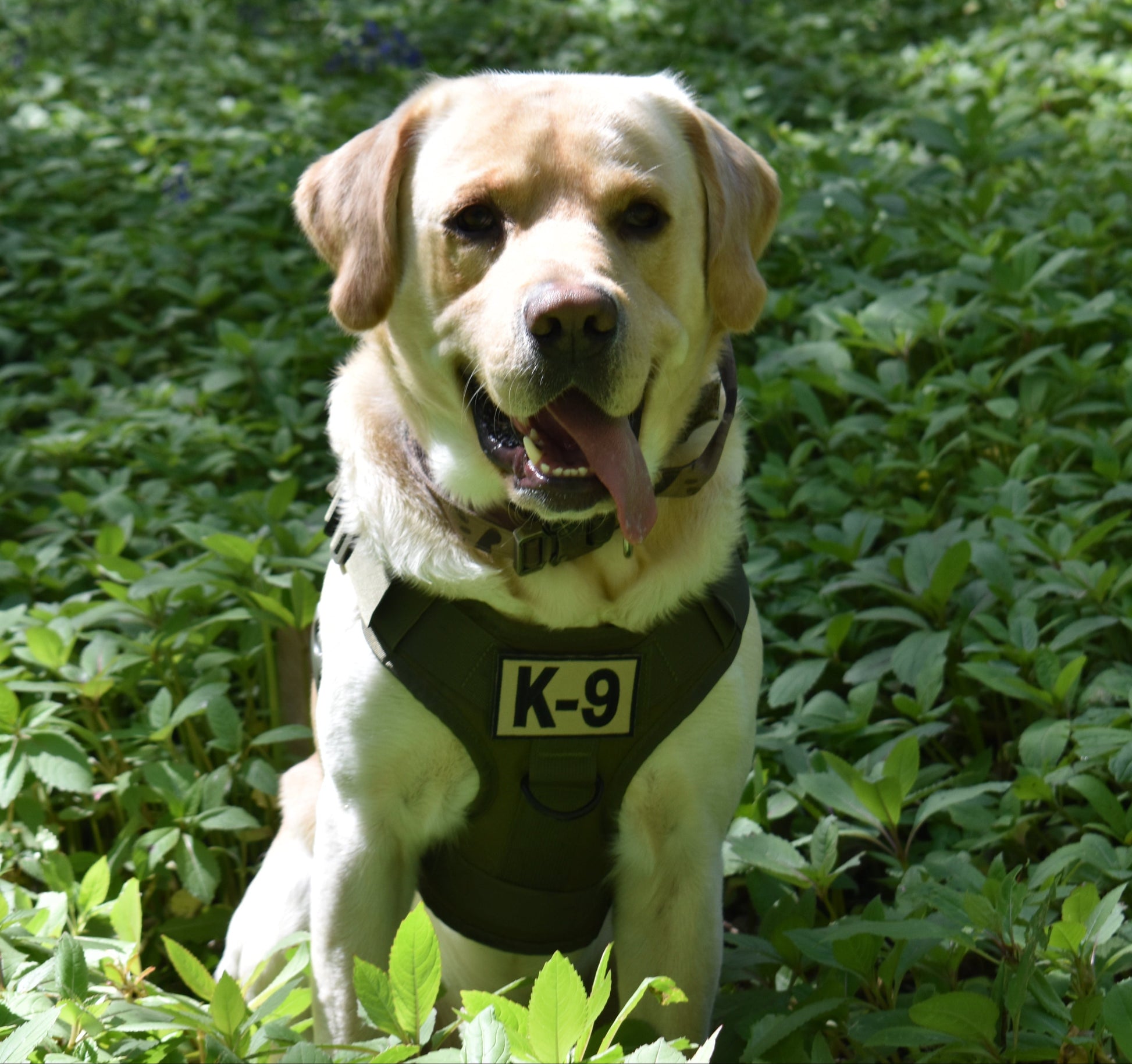 Tactical No-Pull Harness