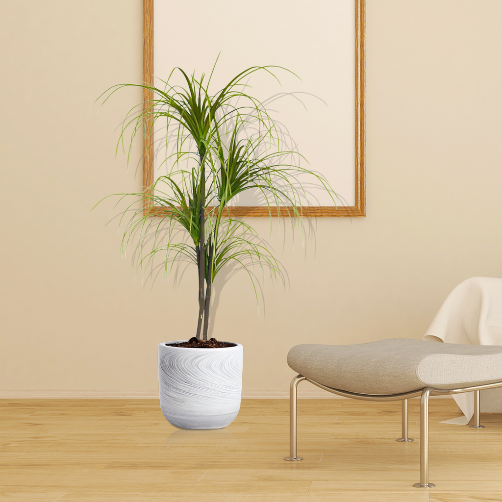 Artificial Dracaena Plant